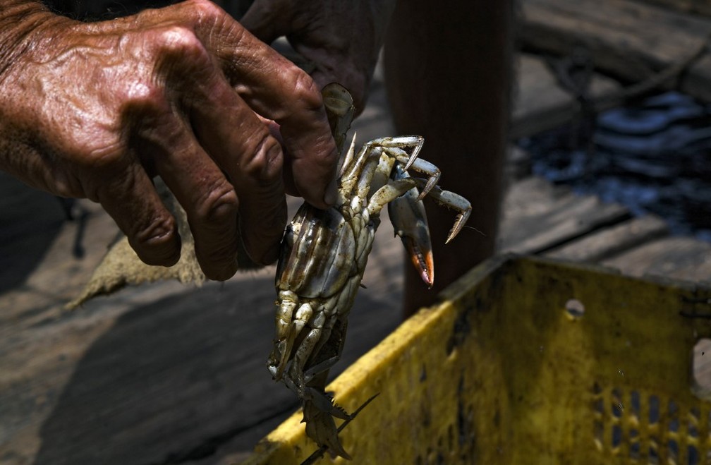 Pescador retira caranguejo contaminado por petróleo no Lago de Maracaibo, Venezuela — Foto: Yuri Cortez/AFP