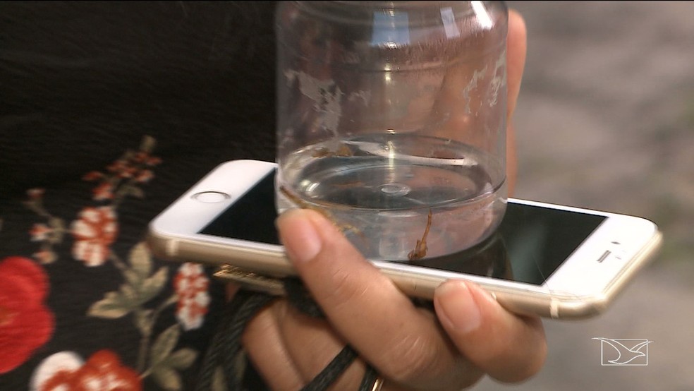 Moradora capturou escorpiões após o aparecimento deles em condomínio de São Luís (Foto: Reprodução/TV Mirante)