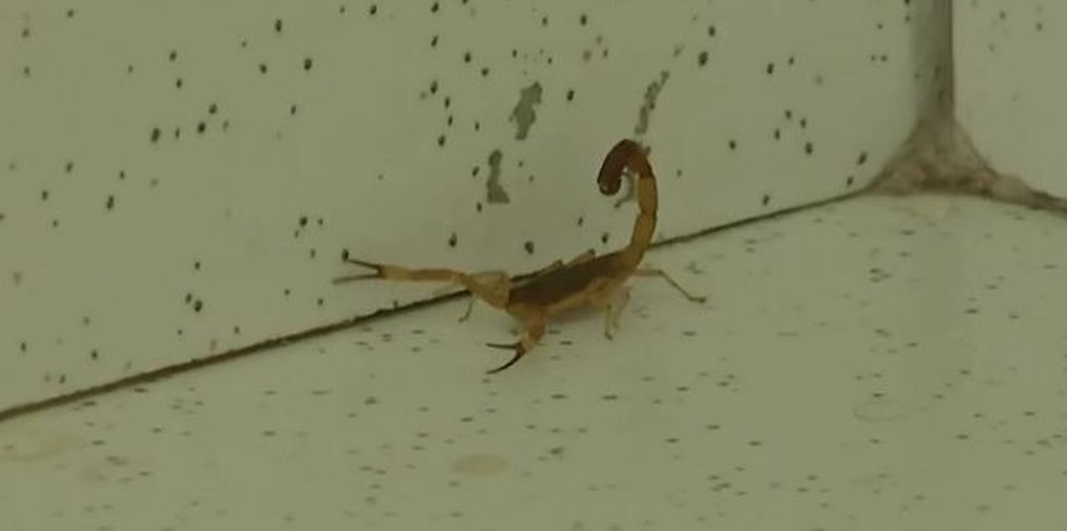 Bauru registra mais de 100 acidentes com escorpiões de janeiro a agosto — Foto: TV Globo / TV TEM 