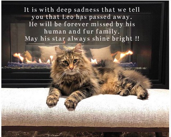 O post no qual foi revelada a morte do gatinho Leo, protagonista do filme Cemitério Maldito (2019) (Foto: Instagram)