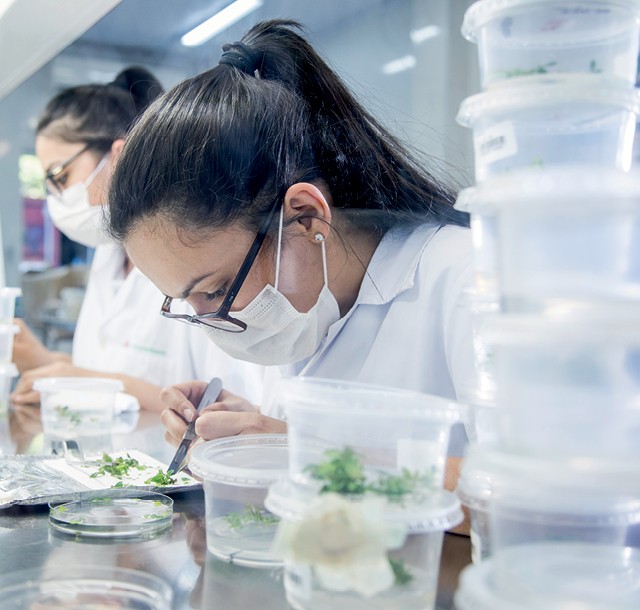 A FuturaGene foi o primeiro laboratório do mundo a ter o aval para o plantio comercial de eucalipto geneticamente modificado (Foto: Divulgação)