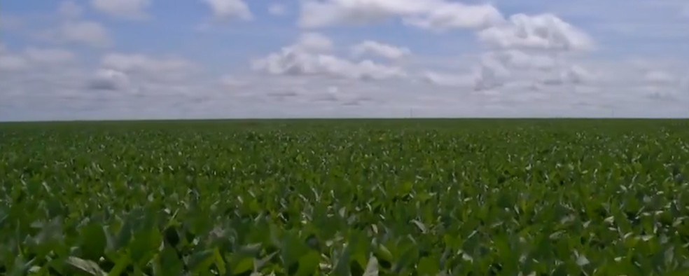 Algumas planta&ccedil;&otilde;es est&atilde;o sofrendo com a falta de chuva em MT &mdash; Foto: TV Centro Am&eacute;rica