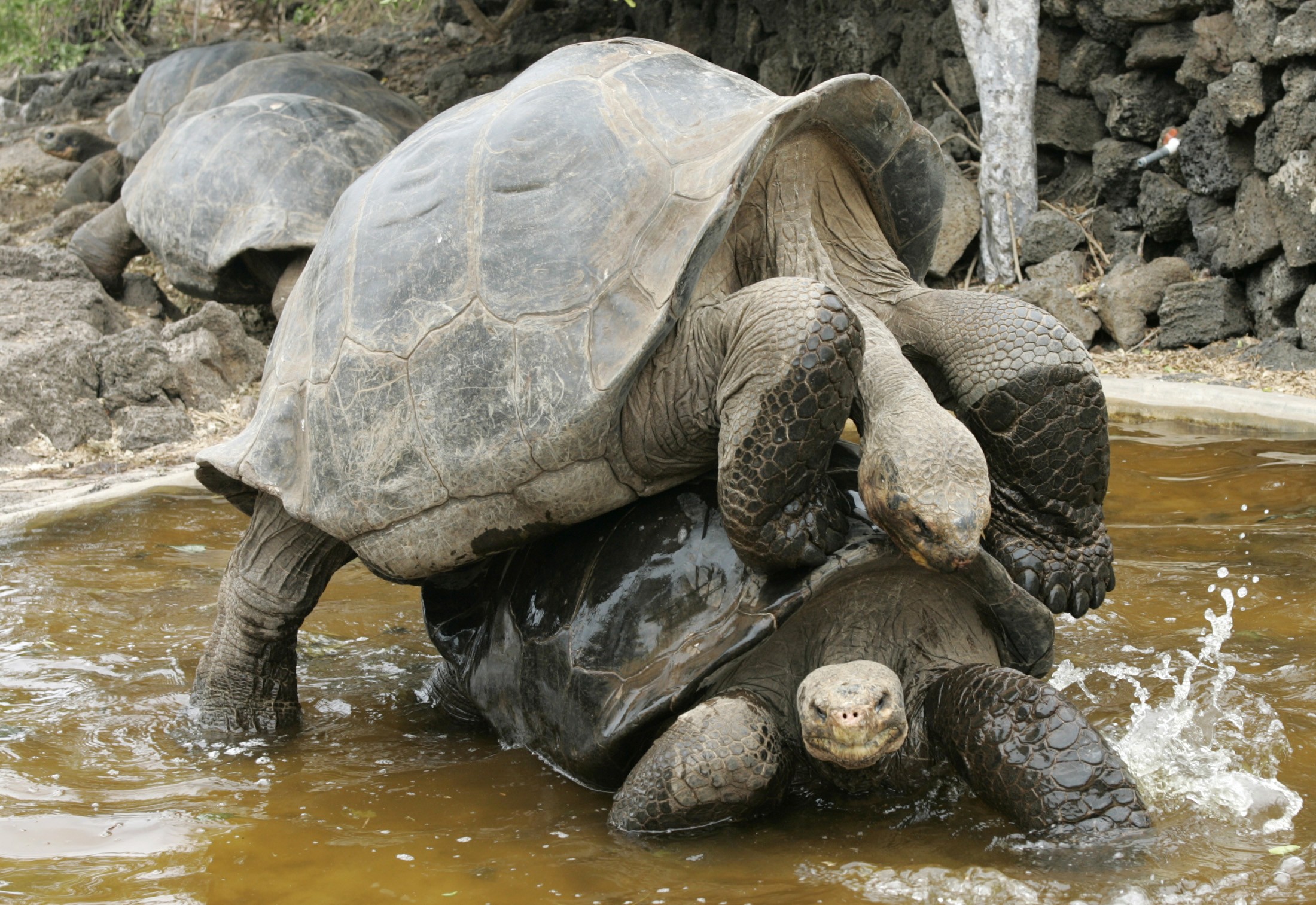 Tartarugas gigantes de Galápagos voltam para casa após ajudarem a salvar espécie thumbnail