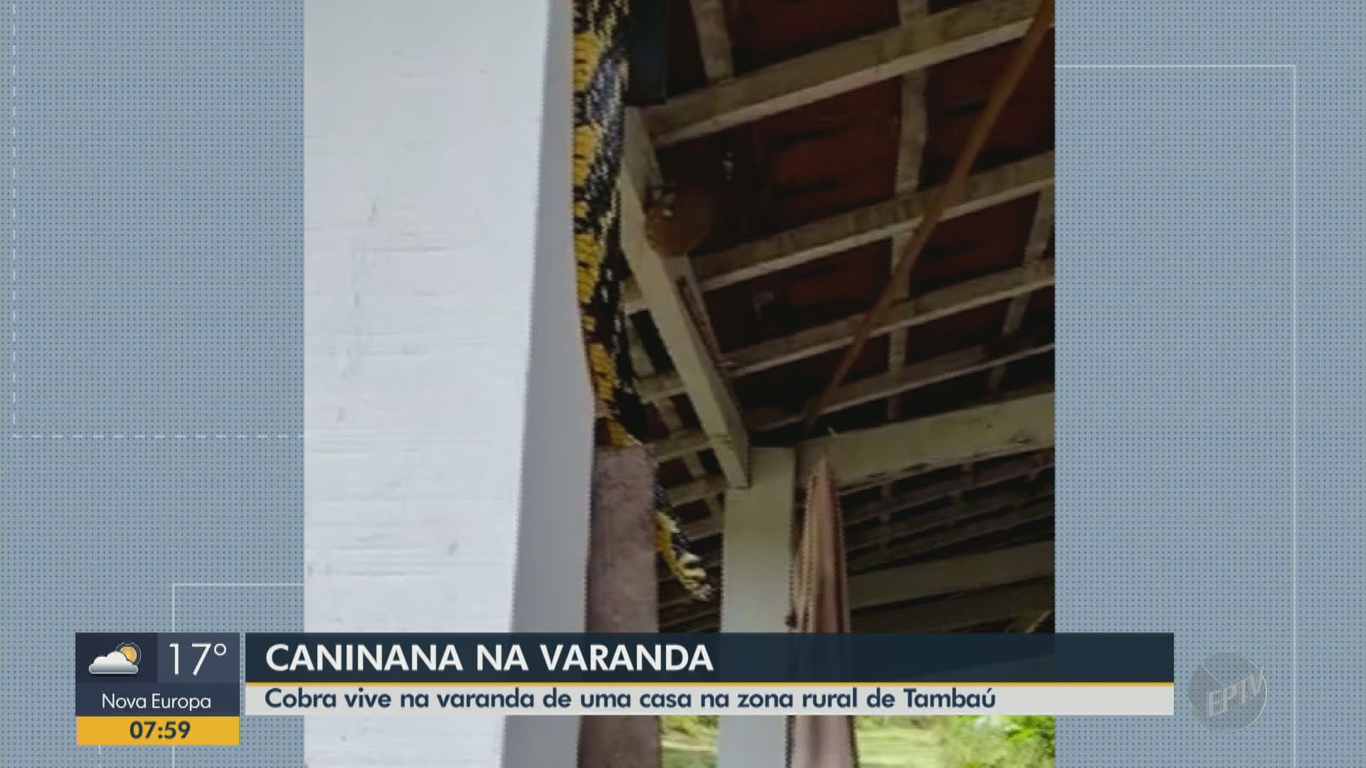 VÍDEO: cobra caninana vive em varanda de casa na zona rural de Tambaú