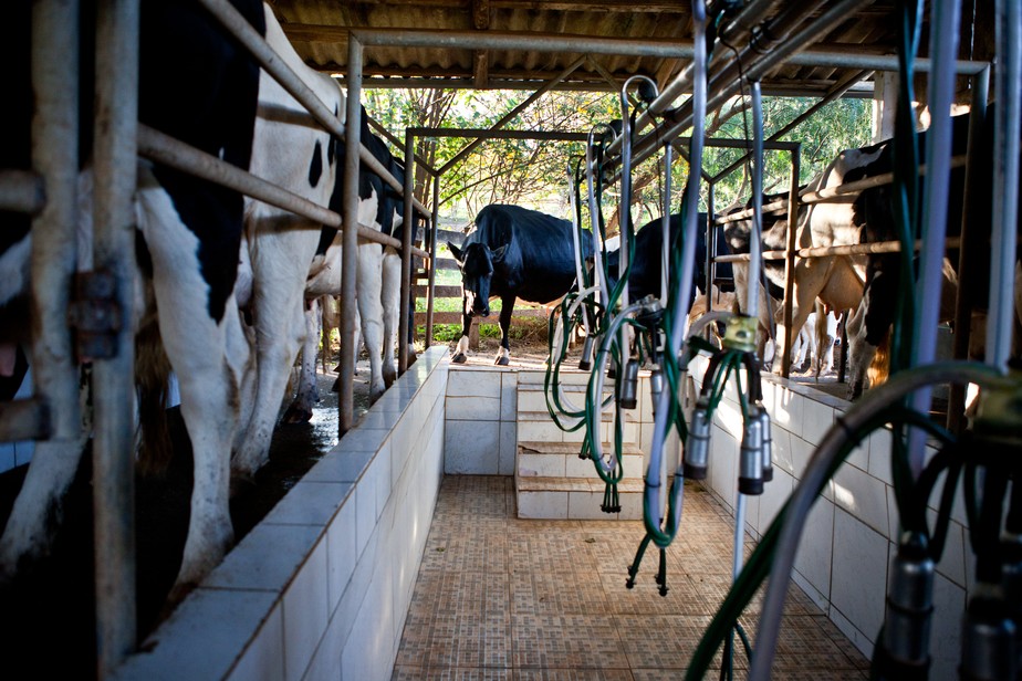 Índice médio de captação de leite no campo caiu 2,1% no país entre dezembro e janeiro