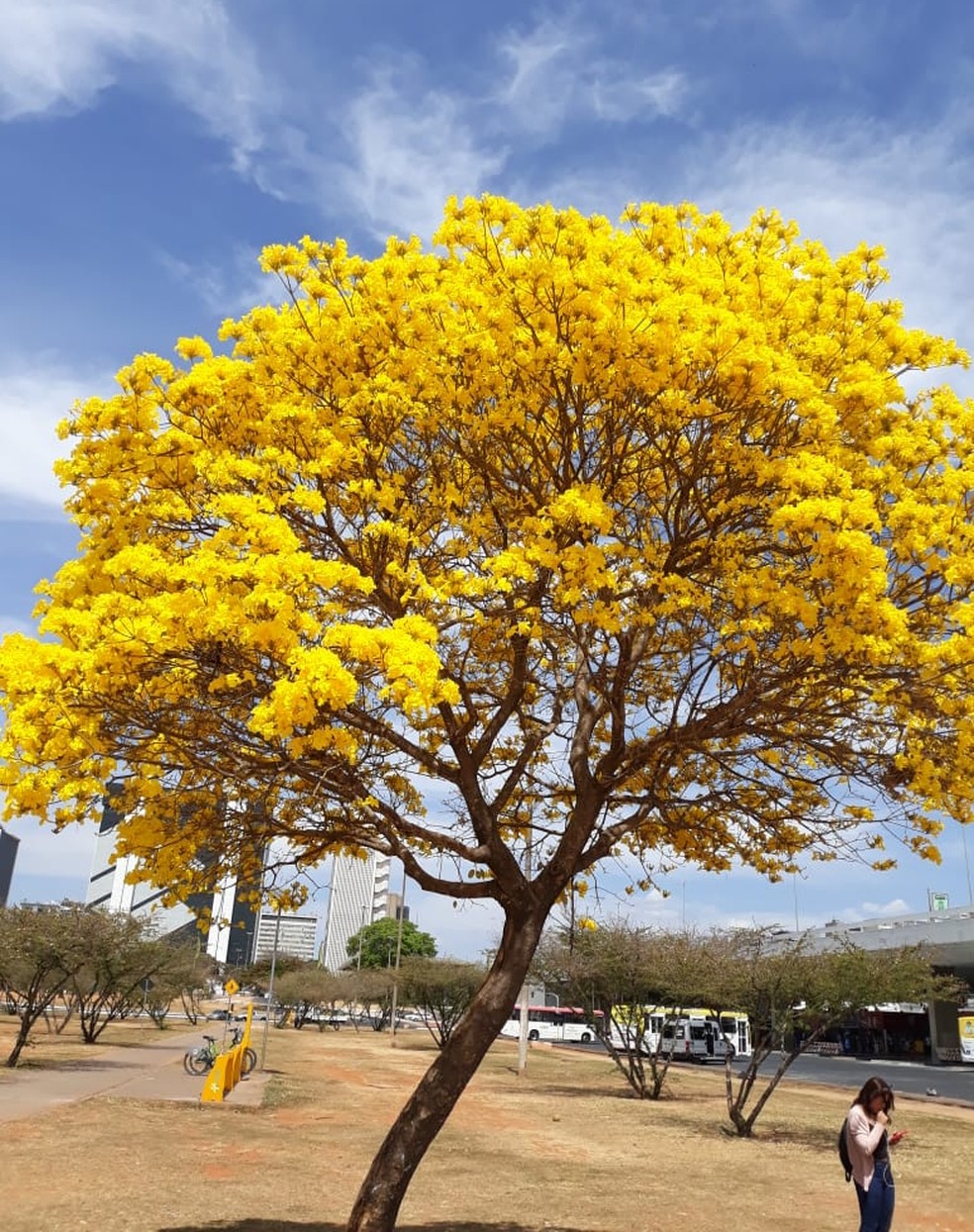 Ipê amarelo na Rodoviária do Plano Piloto, em Brasília — Foto: Adriano/Arquivo pessoal