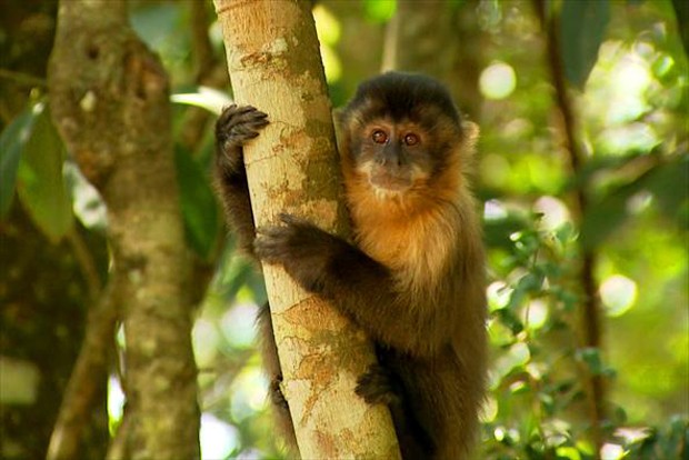 Macaco-prego-de-crista: vítima da Mata Atlântica - ((o))eco