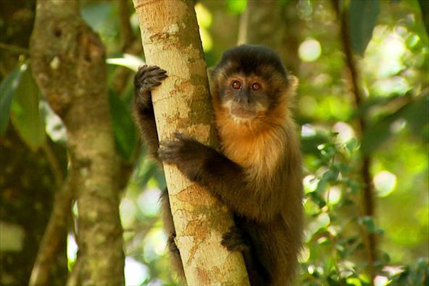 Este é um animal que no Brasil vive na Mata Atlântica (Foto: Arquivo TG)