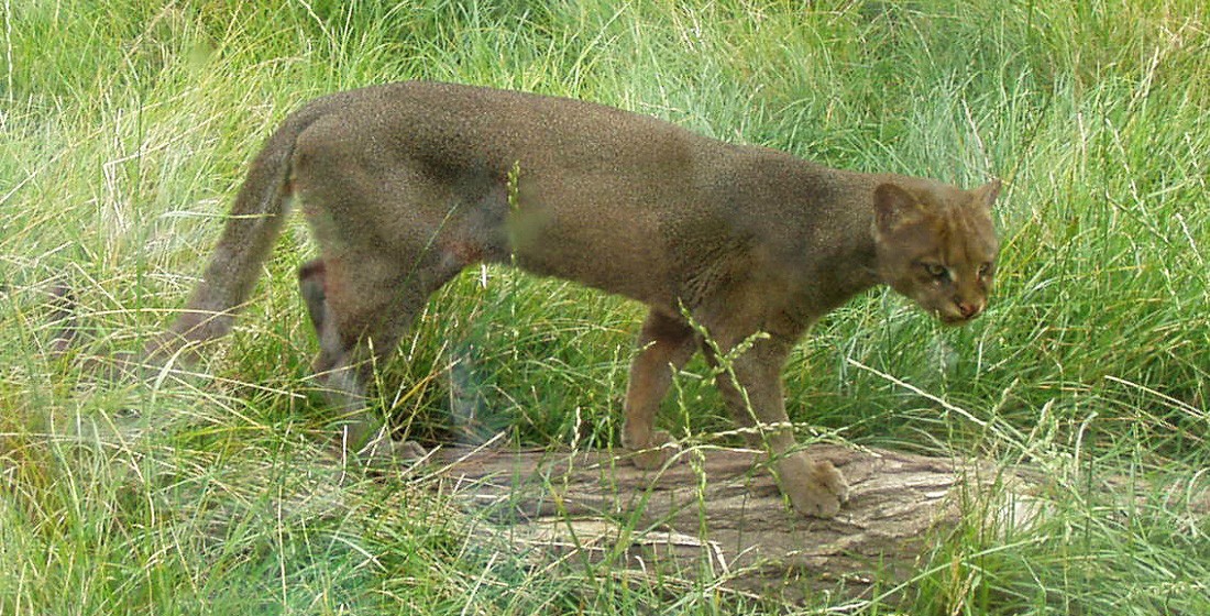 Os jaguarundis cuidados na ONG Biodiverse voltarão à natureza em torno de dois anos, se tudo ocorrer como planejado (Foto: Bodlina / Wikimedia Commons)