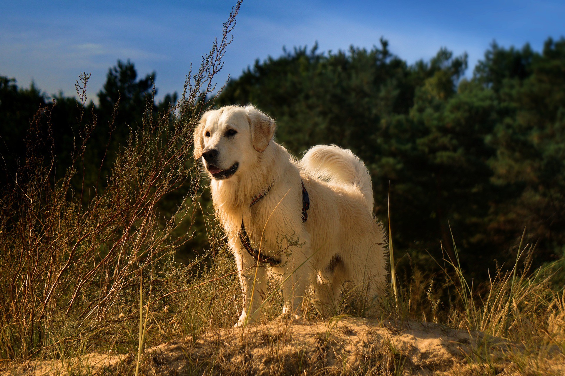 Cachorros: estas são as raças caninas mais inteligentes que existem -  Revista Galileu