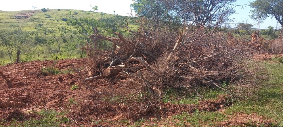 Supressão de árvores e degradação florestal foram constatadas em sítio, em Presidente Venceslau — Foto: Polícia Ambiental