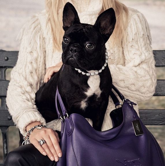 Bulldog de Lady Gaga na campanha da Coach (Foto: Reprodução/Instagram)