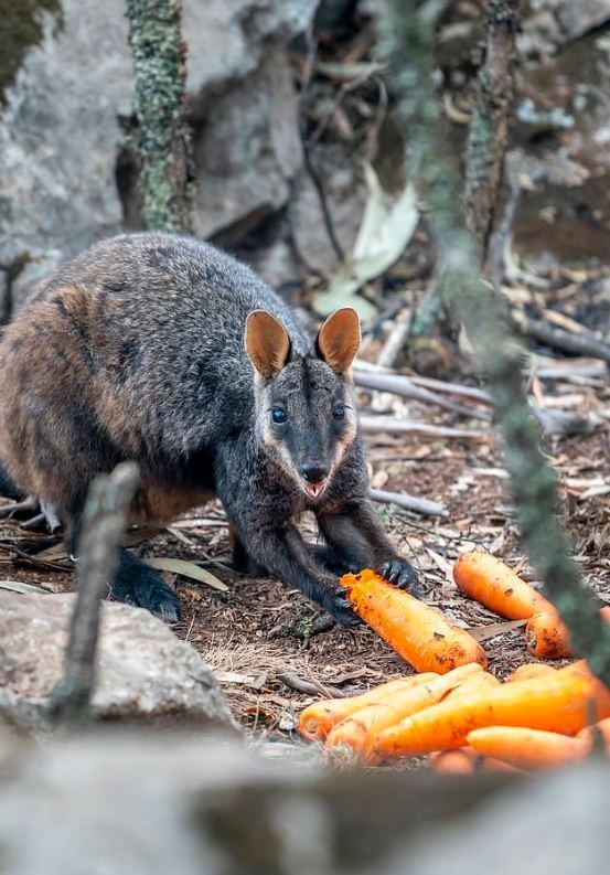 O governo também pretende monitorar a região para avaliar a recuperação das espécies (Foto: NSW Office of Environment & Heritage)