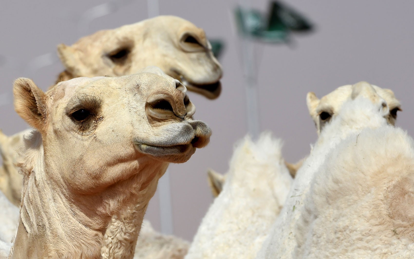 Austrália vai matar 10 mil camelos selvagens thumbnail