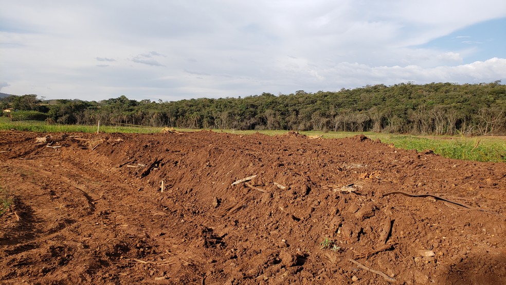 Área onde ficava plantação foi tomada pela lama e hoje está em parte encoberta por mato — Foto: Raquel Freitas/G1