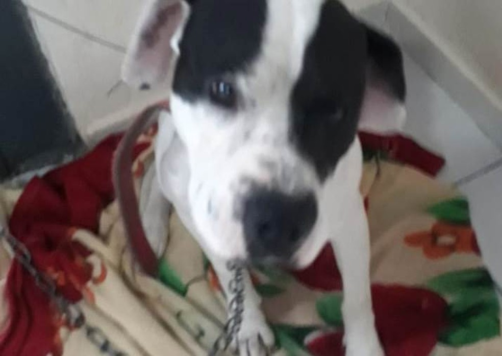 Pitbull foi adotado por família em Cordeirópolis 40 minutos antes do incidente — Foto: Arquivo Pessoal