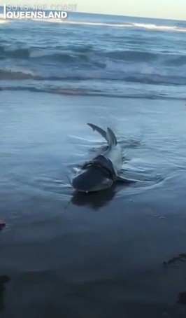 Tubarão tinha frisbee enroscado no pescoço (Foto: Reprodução Instagram)