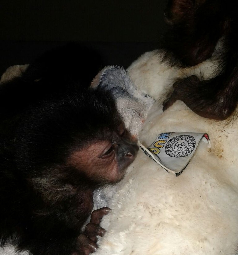 Com menos de um mês de vida, filhotes de macaco-prego se apegaram a bicho de pelúcia na falta da mãe. Animais se recuperam em Assis (Foto: Arquivo Pessoal)