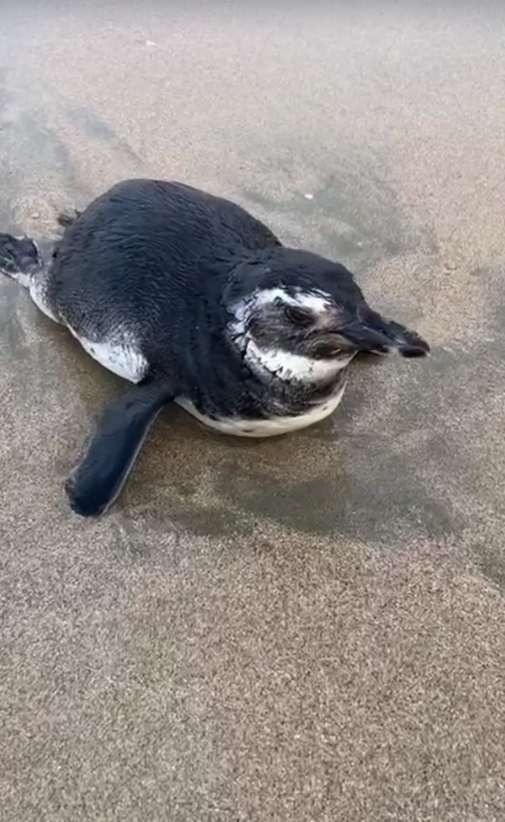 Pinguim encalhou na areia da praia do Guaiúba — Foto: Guarujá Mil Grau/Reprodução