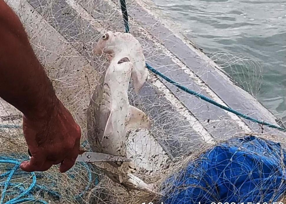 Tubarão-martelo é resgatado de rede de pesca irregular em Bertioga, SP — Foto: PM Ambiental/Divulgação