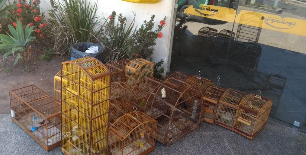 Dono da casa e os pássaros foram encaminhados para a 146ª Delegacia Legal de Guarus (Foto: Divulgação/Polícia Ambiental)