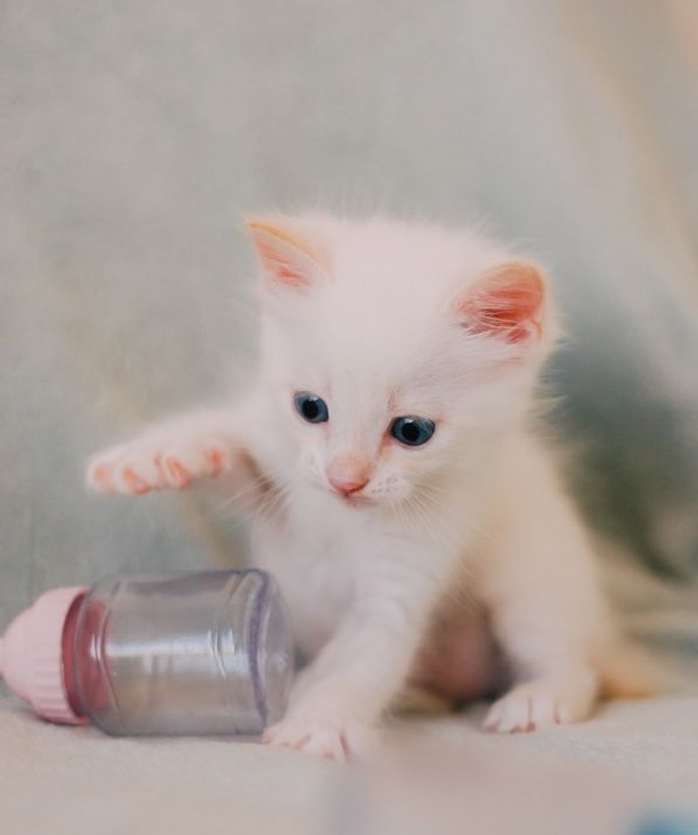 Jovem fez ensaio 'newborn' e divulgou nas redes sociais para procurar donos para os pets (Foto: Alanna Rodrigues/Arquivo Pessoal)