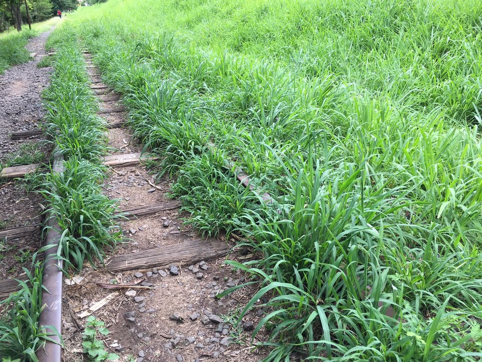 Ferrovia est&aacute; abandonada em Presidente Prudente (Foto: Wellington Roberto/G1)