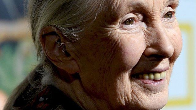 Meio ambiente: por que a primatologista Jane Goodall tem esperança diante das mudanças climáticas