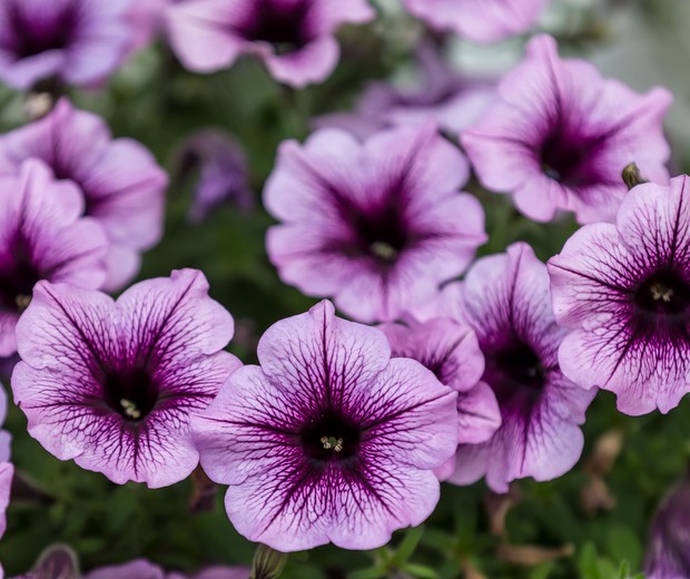 PFULLENDORF, GERMANY - JULY 27: (BILD ZEITUNG OUT) Lila White Petunian (lat. Petunia) are seen on July 27, 2020 in Pfullendorf, Germany. (Photo by Harry Langer/DeFodi Images via Getty Images) (Foto: Getty Images)