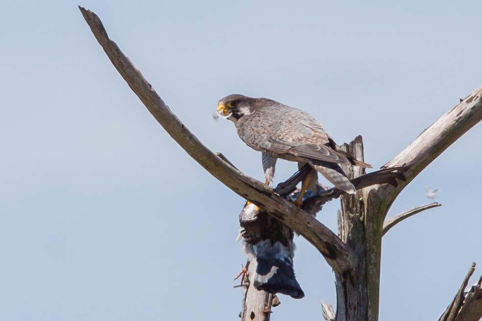 Falcão-peregrino se alimenta principalmente de pombos — Foto: Luciano Lima