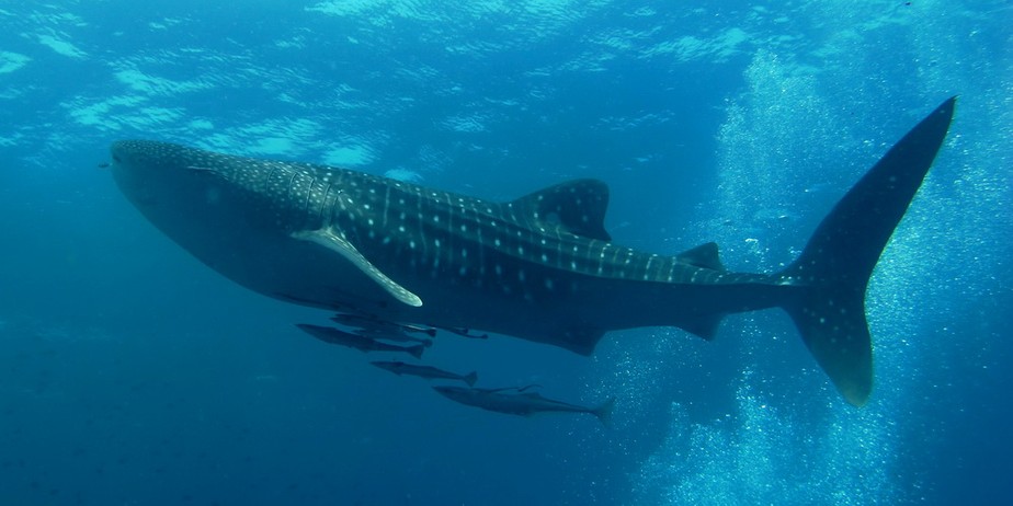 Tubarão-baleia: maior onívoro