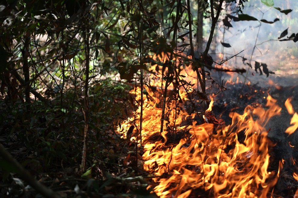 Queimadas na Amazônia: estudo aponta agressão a 95% das espécies da Amazônia, sendo 82,5% delas em extinção, alerta pesquisa — Foto: Paulo Brando/IPAM