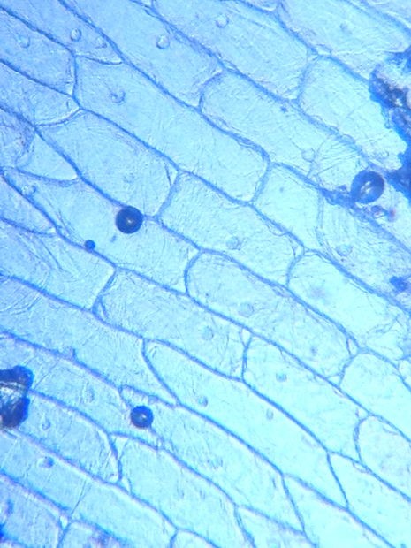 Células do epitélio de uma cebola (Foto: Kenji Yoshino/creative commons)