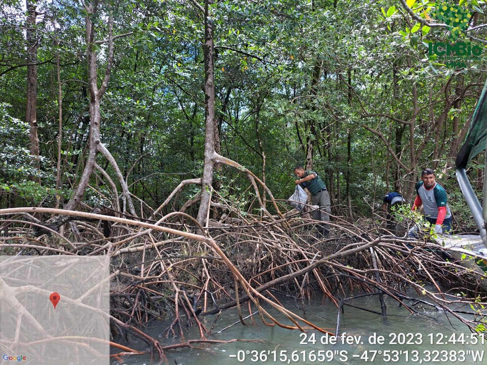 Os foram caranguejos capturados no município de Curuçá, no Pará. — Foto: Divulgação.