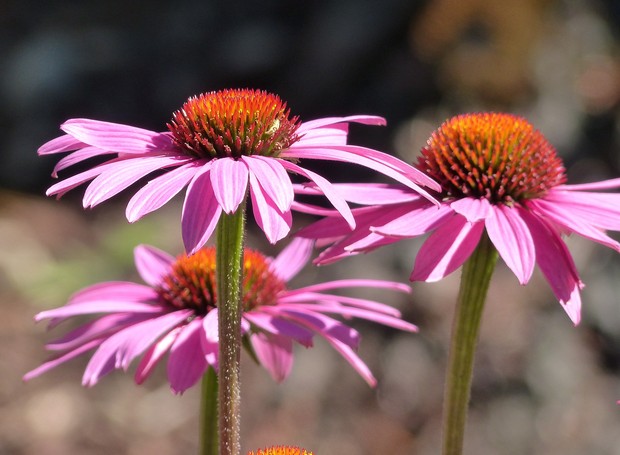 A flor-de-cone ou equinácea também pode ser encontrada na natureza em tons de rosa (Foto: Pixabay / Creative Commons)