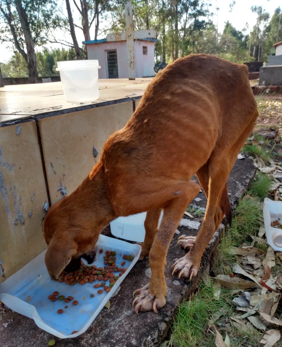Policiais resgataram as duas cadelas que haviam sido abandonadas no Cemitério Municipal de Rosana (SP) — Foto: Polícia Militar Ambiental