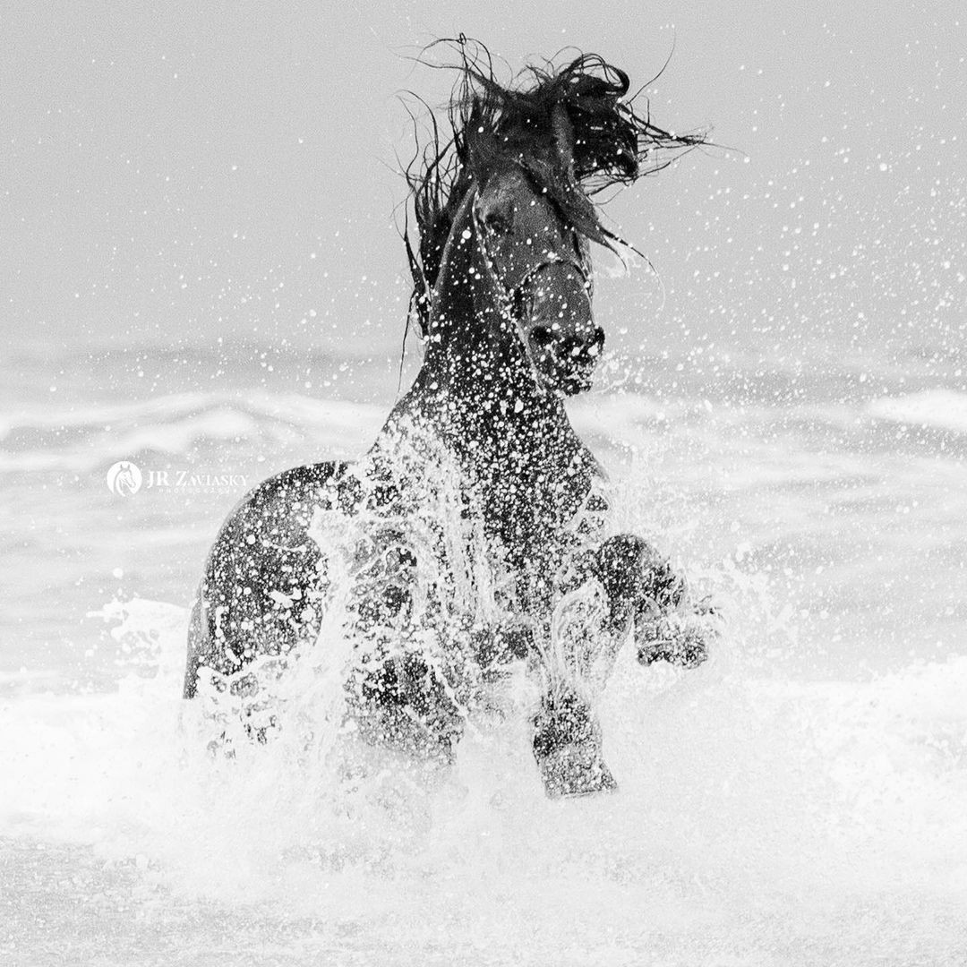 Cavalos frísios (Foto: Divulgação/ Janne e Ricardo Zaviasky)