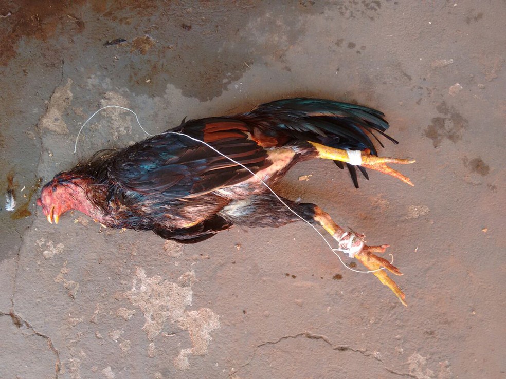 Uma das aves foi localizada morta no local (Foto: Polícia Ambiental/Cedida)