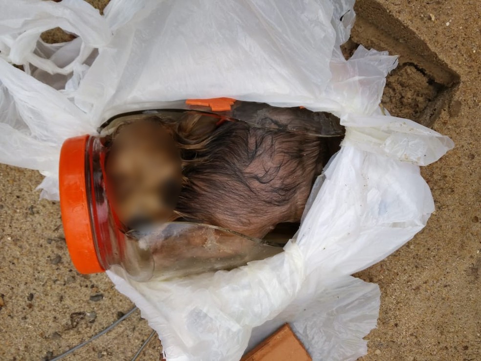 PolÃ­ica encontrou dois cÃ£es mortos dentro de potes de vidro em uma casa abandonada em Uchoa (SP) (Foto: Arquivo pessoal)