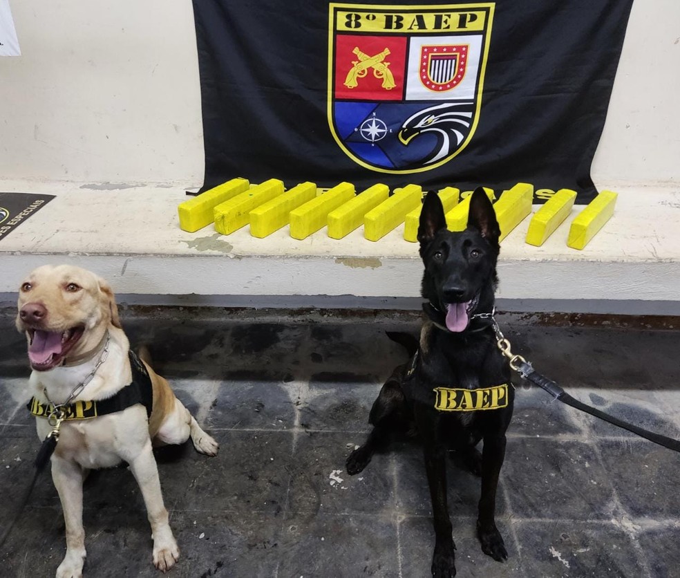 Cães ajudaram polícia a encontrar mais de 8kg de maconha, em Pirapozinho (SP) — Foto: Polícia Militar