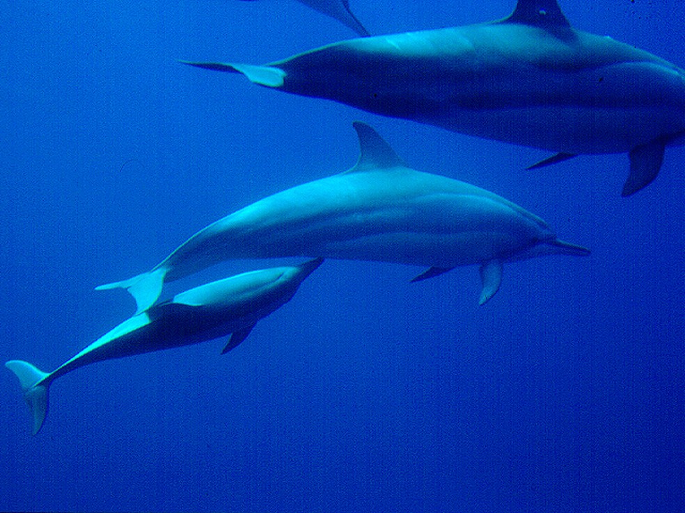 Os pesquisadores registraram a amamentação dos golfinhos — Foto: Projeto Golfinho Rotador/Divulgação