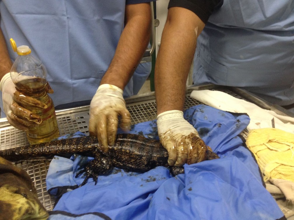 Lagartos passaram por limpeza em hospital veterinário de Rio Preto (SP) (Foto: Halim Atique Netto/Arquivo Pessoal)
