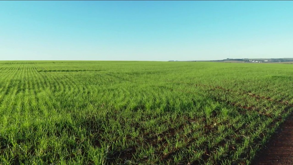Plantação de trigo; cientistas querem replicar modelo em plantas cultivadas para a alimentação. — Foto: RPC/Reprodução