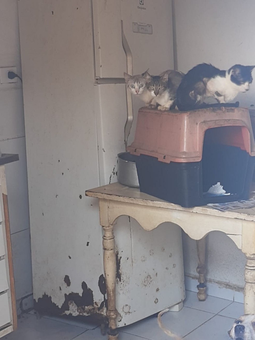 Mais de 20 cães e gatos são encontrados em situação precária em Praia Grande, SP — Foto: G1 Santos