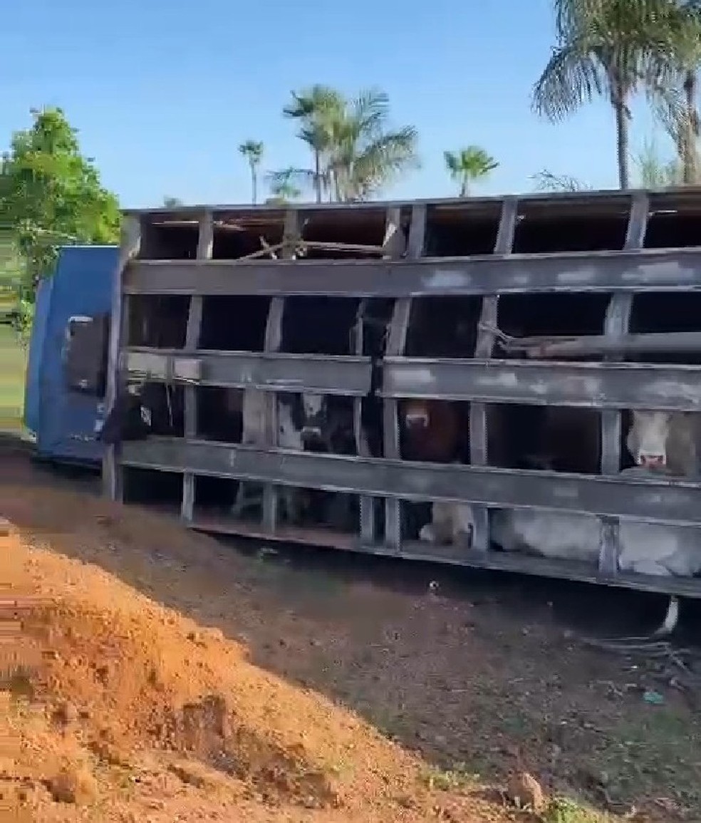 Caminhão carregado de bois tomba em trecho da PI-114 e deixa animais mortos — Foto: Reprodução/Campo Maior em Foco