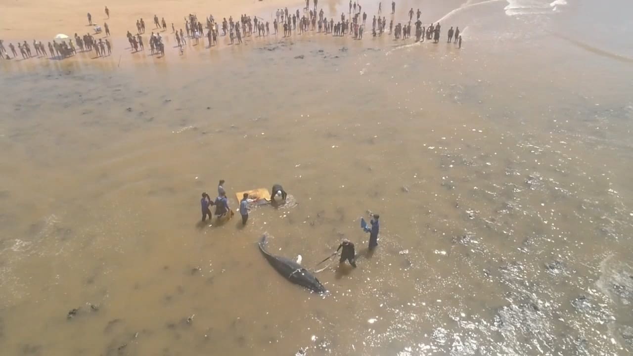 VÍDEO: Filhote recém-nascido de baleia encalha em praia do ES e biólogos conseguem levar animal com vida de volta ao mar