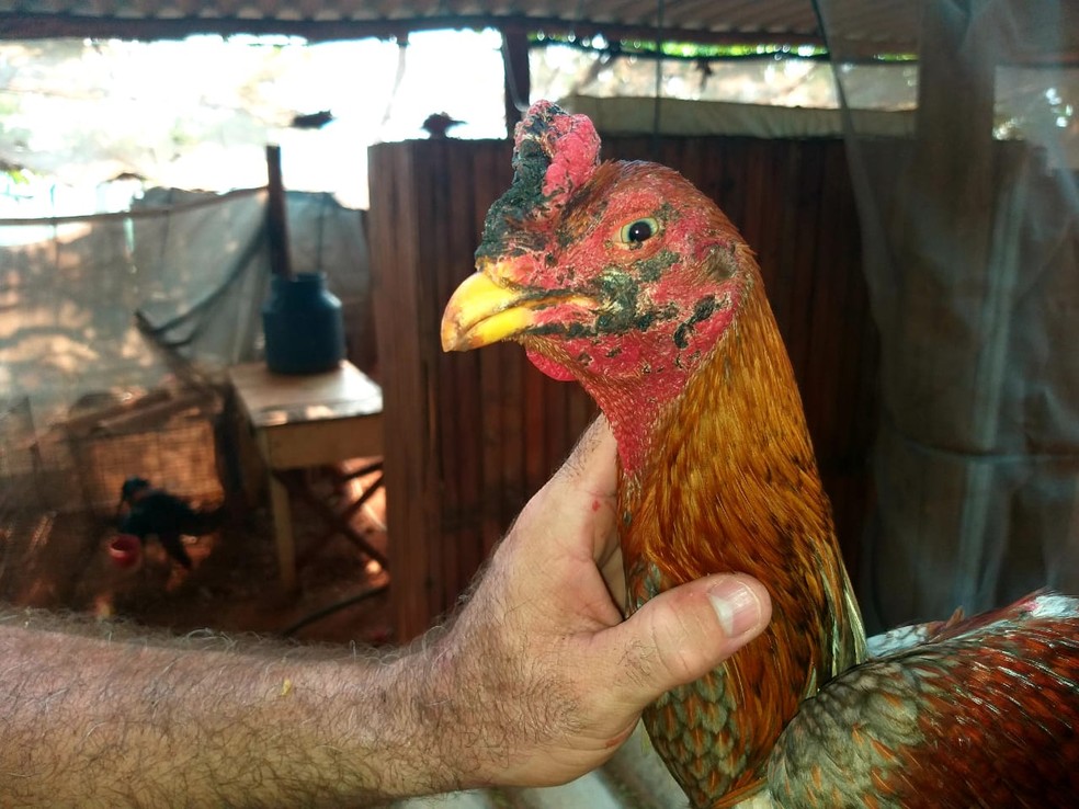 Aves foram encontradas em situação de maus tratos — Foto: Polícia Ambiental