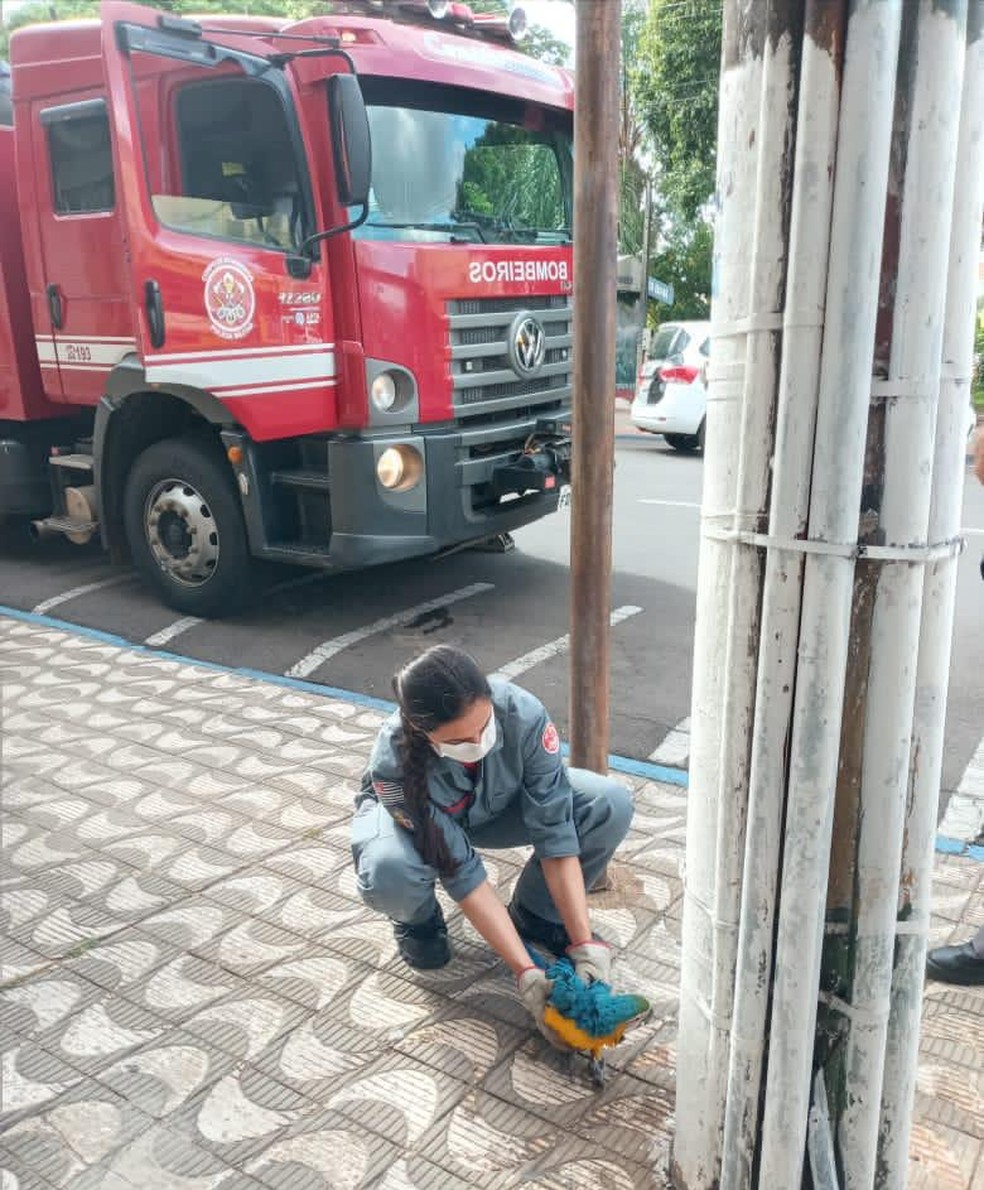 Arara-canindé foi resgatada pelo Corpo de Bombeiros no Centro de Dracena — Foto: Maria Aparecida/Cedida