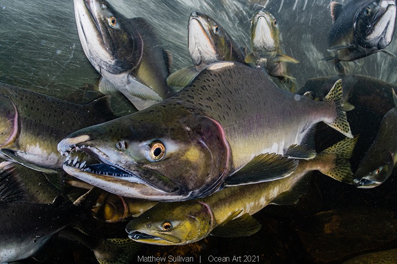 Peixes salmão sobem o rio juntos para a desova (Foto: Matthew Sullivan)
