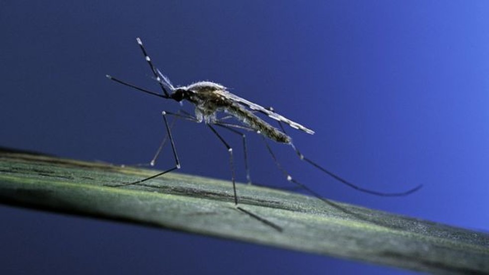 O mosquito Anopheles é o responsável por transmitir o protozoário causador da malária — Foto: GETTY IMAGES